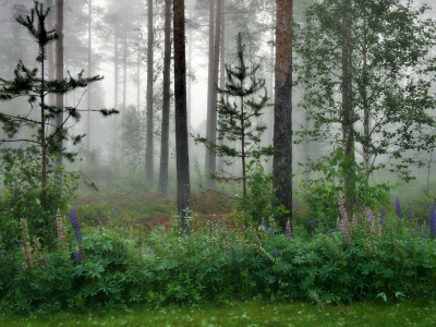 лес, деревья, туман