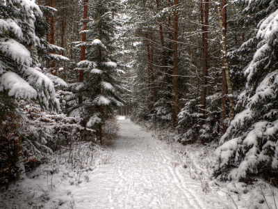 природа, лес, зима, снег, дорога, ель