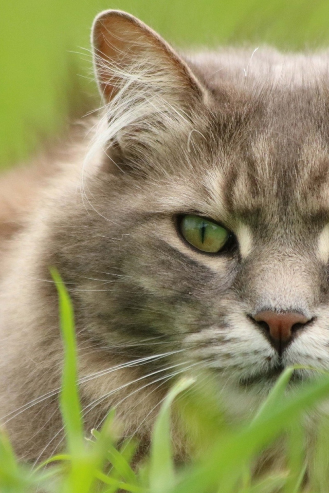 кот, животное, сидит в траве