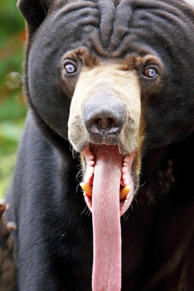 медведь, язык