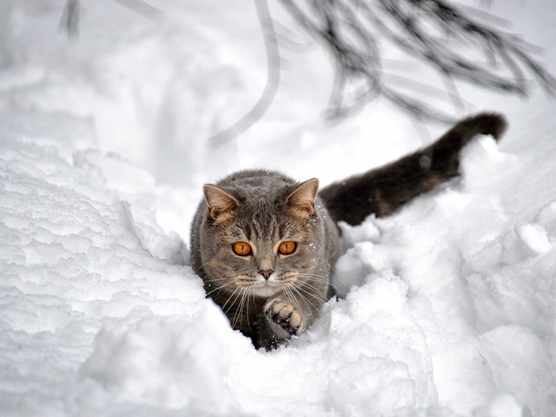 кот, взгляд, усы, снег, сугроб