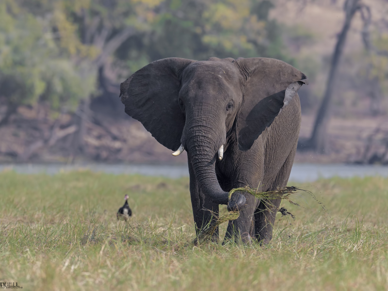 слон, животное, африка