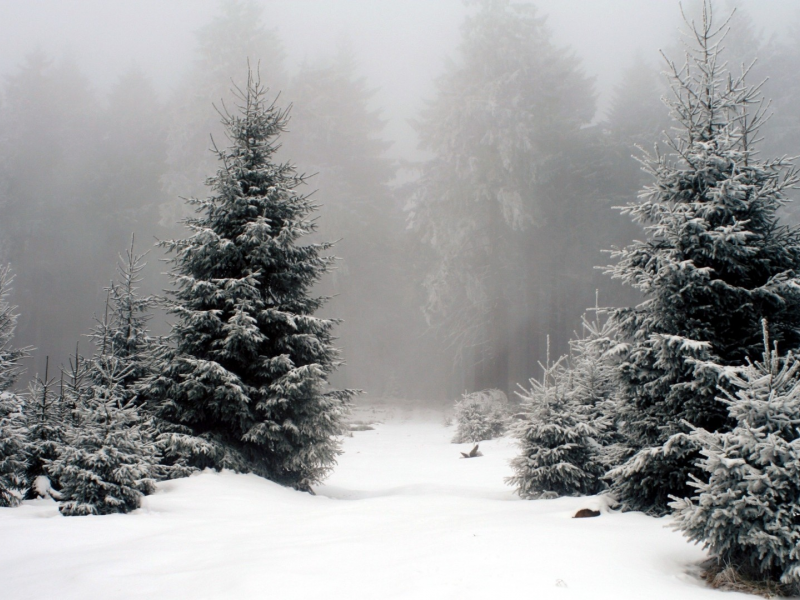 лес, снег, зима