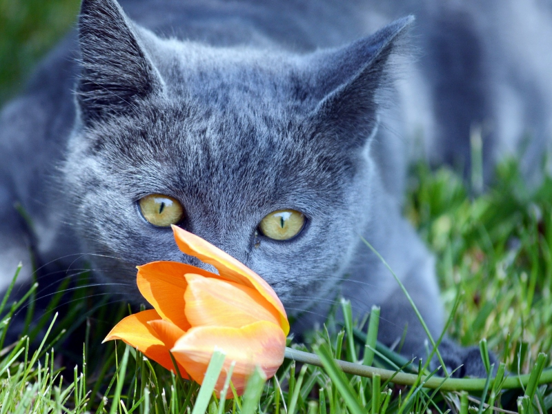 кот, цветок