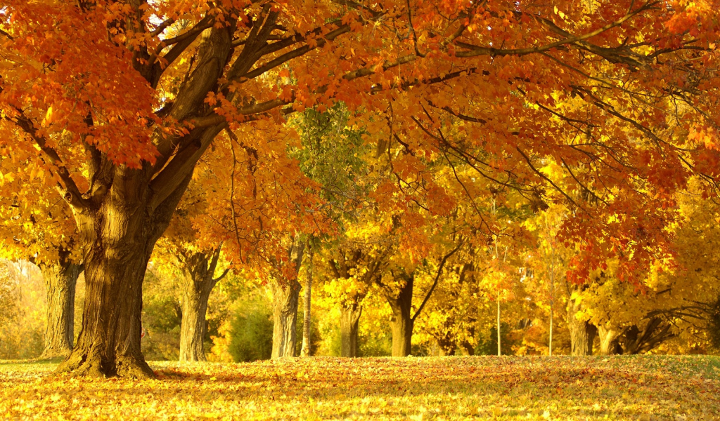 осенний парк, деревья, листья жёлтые