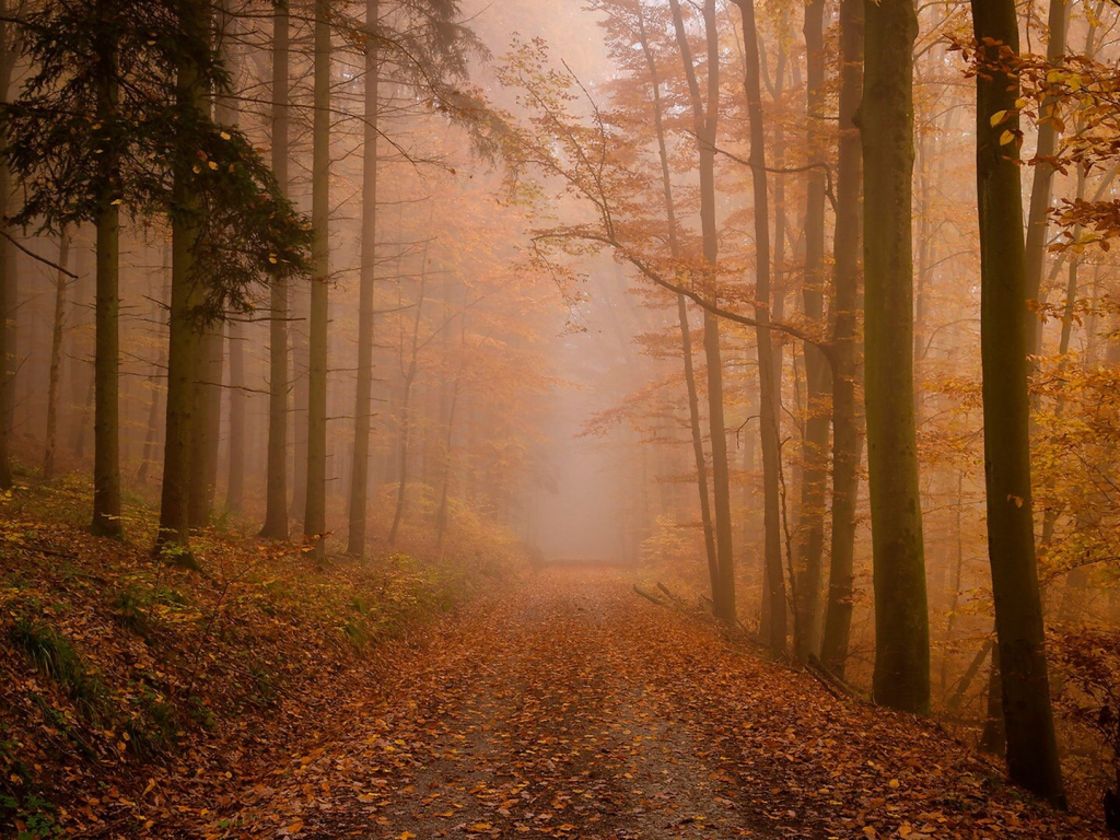 лес осенний, туман