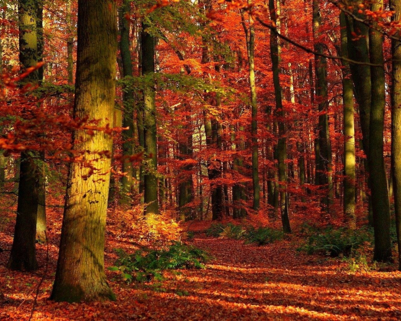 природа, осень, деревья, листья, лес