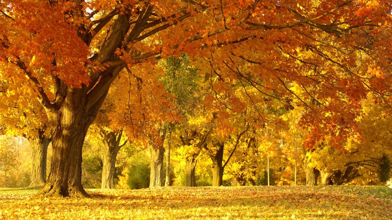 осенний парк, деревья, листья жёлтые