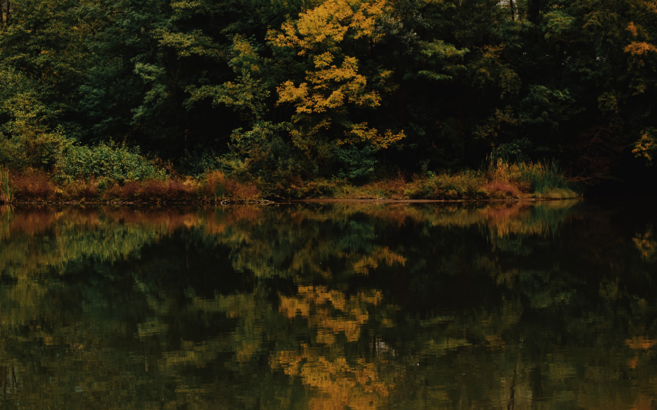 природа, лес, деревья, озеро, отражение, осень
