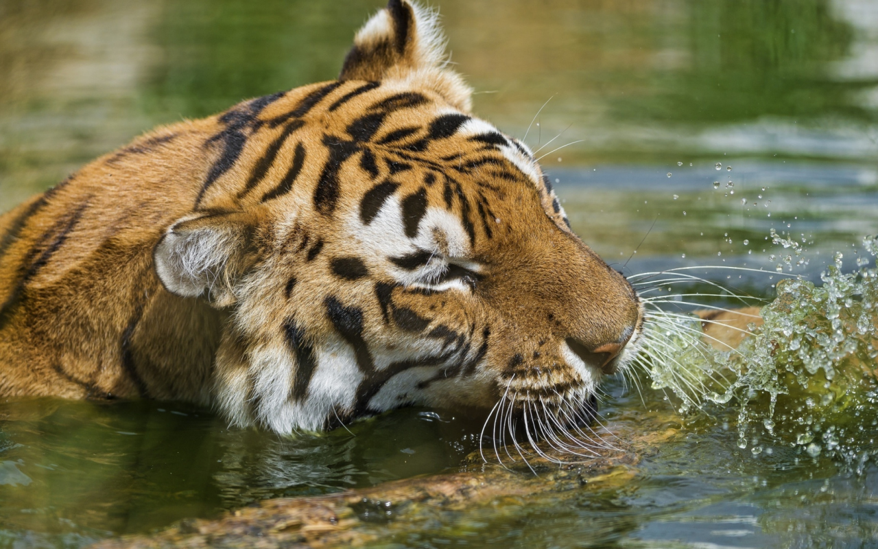 тигр, хищник, плывёт в воде