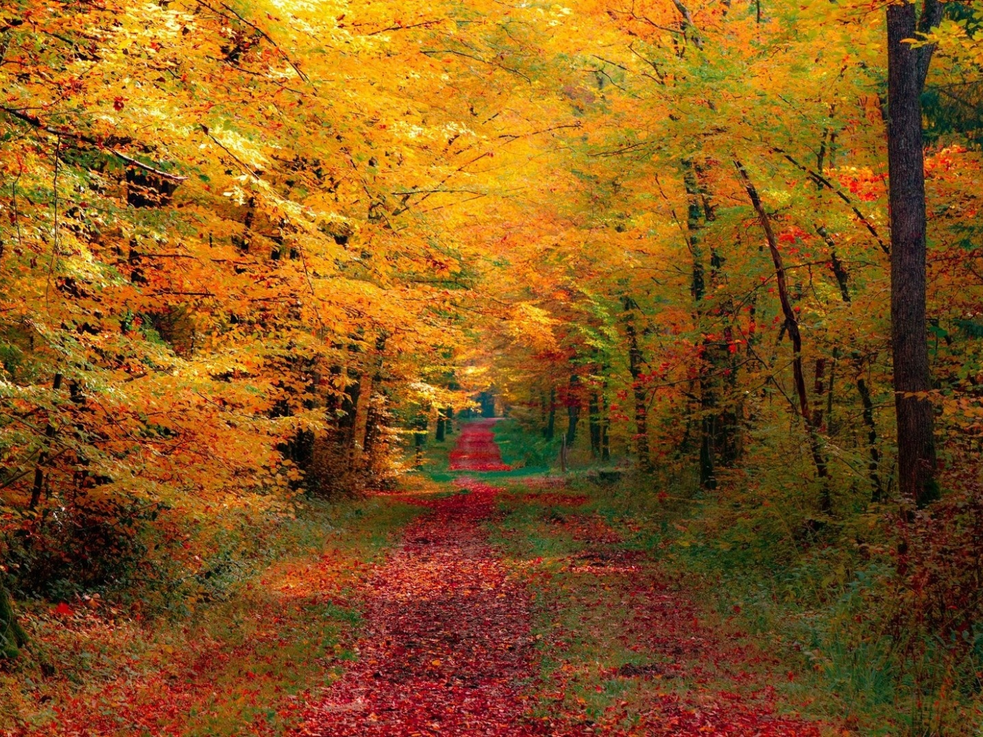 природа, осень, деревья, листья, дорога
