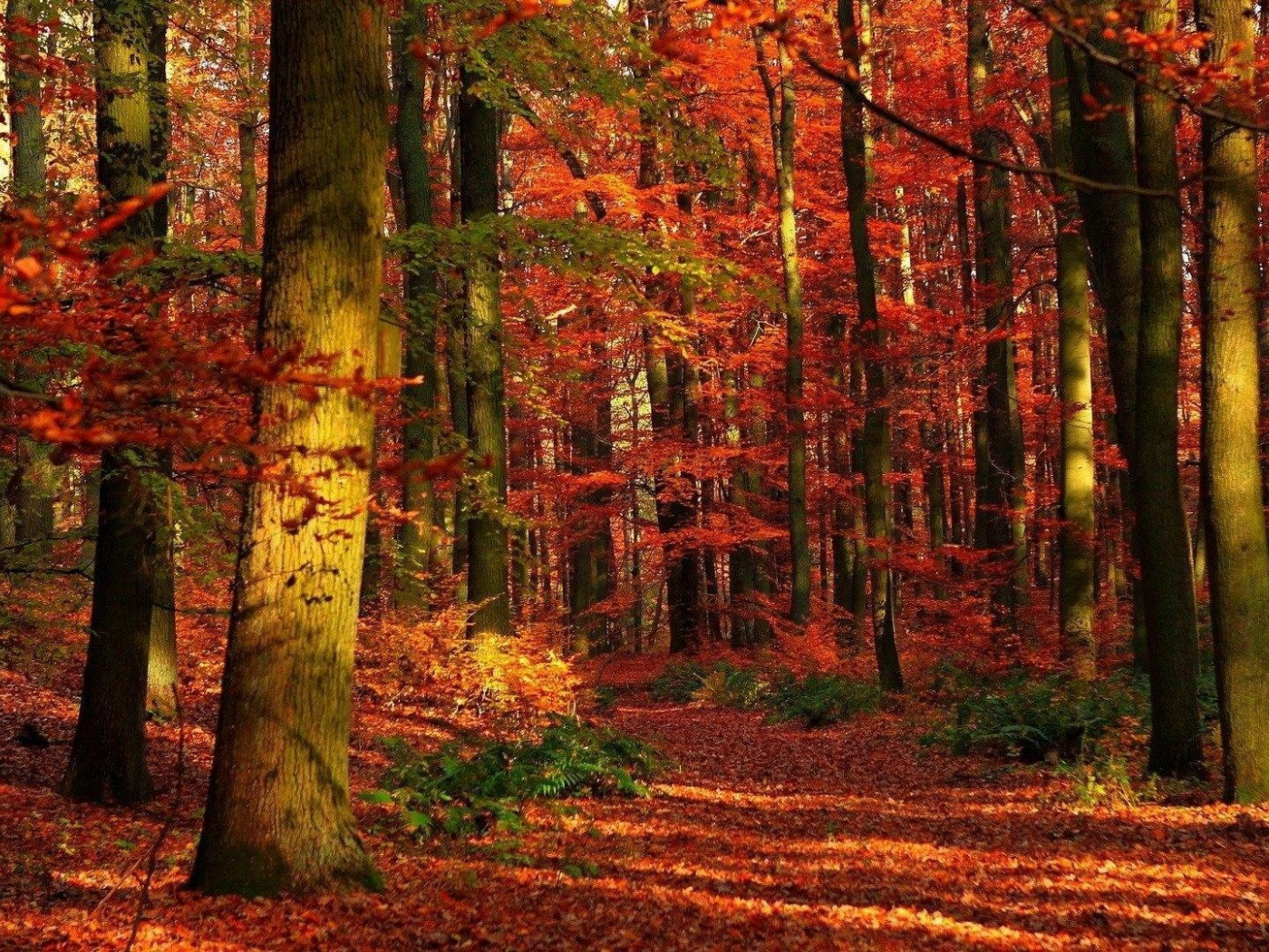 природа, осень, деревья, листья, лес