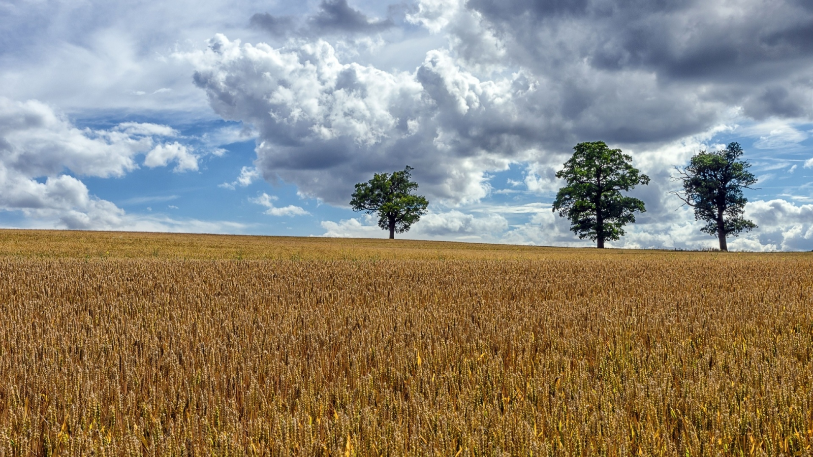 поле, пшеница, небо, облака