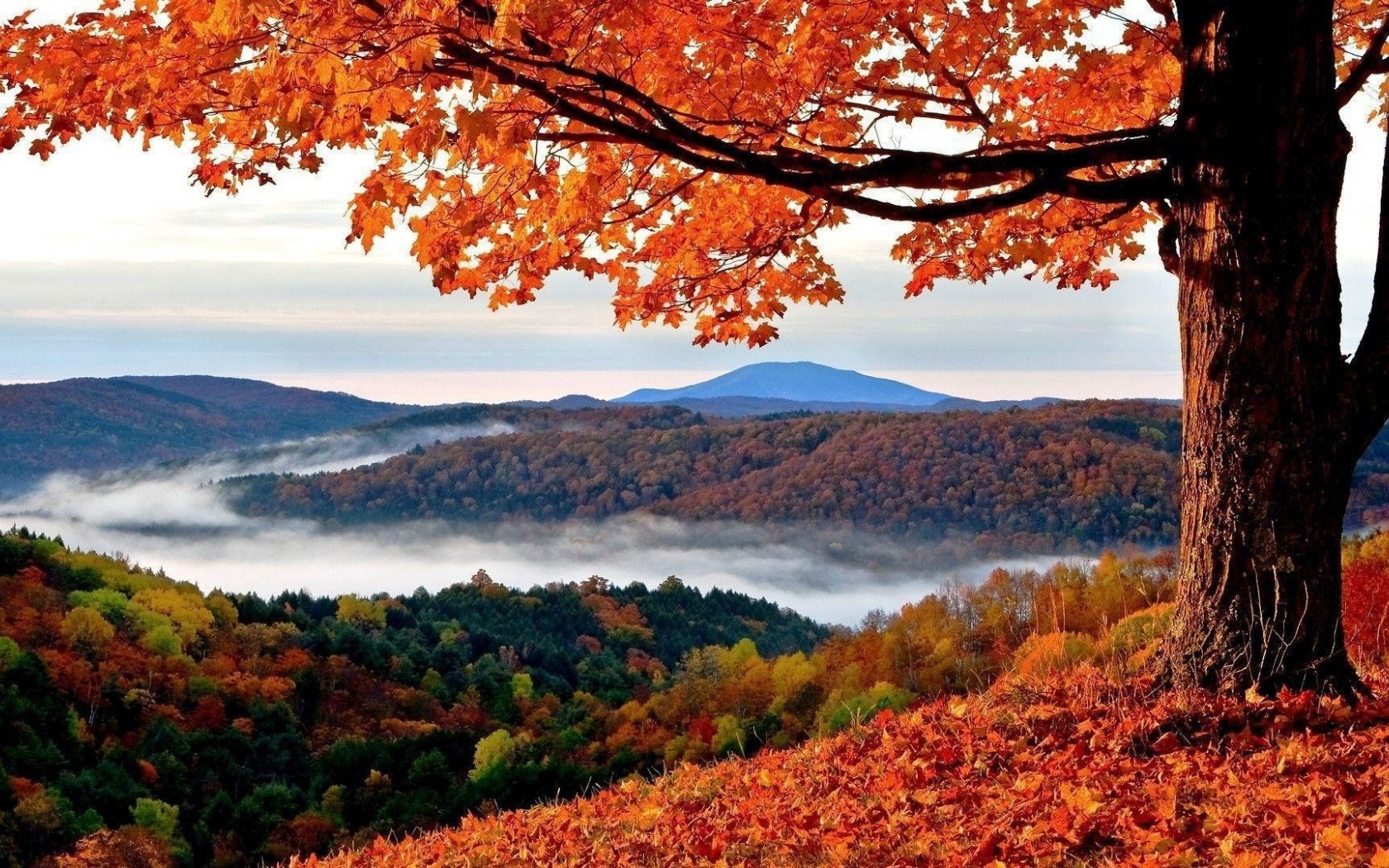 природа, осень, деревья, листья, туман