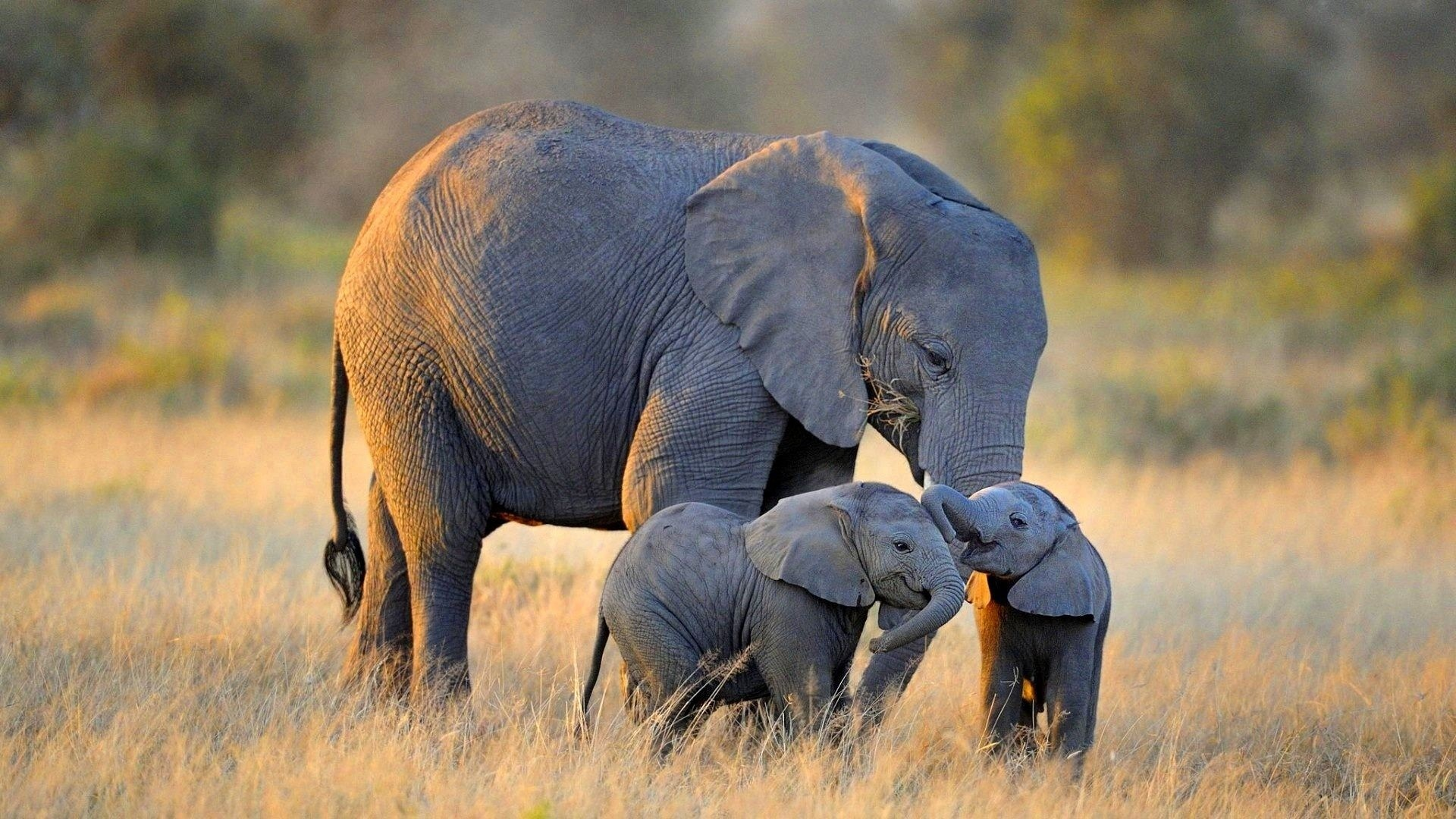 слоны, африка, семья