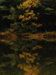 природа, лес, деревья, озеро, отражение, осень