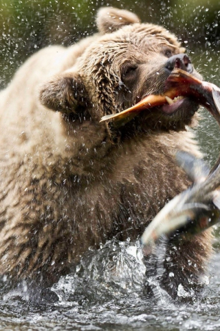 медведь, река, охота, рыба, добыча