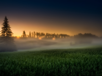 поле, рассвет, утренний туман