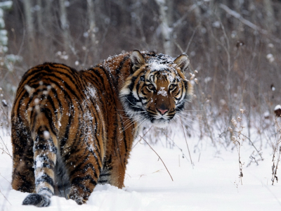 тигр, хищник, зима, снег
