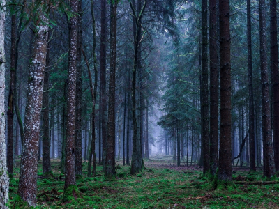 природа, лес, туман, германия