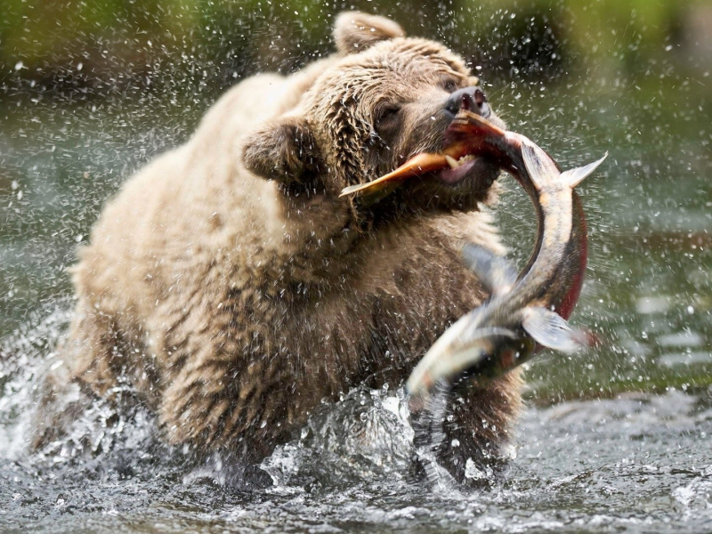 медведь, река, охота, рыба, добыча