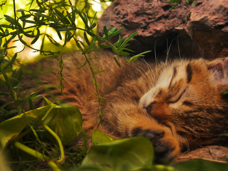 кот, спит в траве