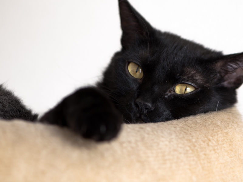 кот чёрный, взгляд, лежит