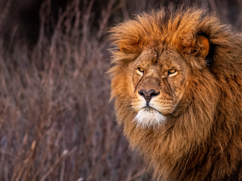 лев, хищник, взгляд