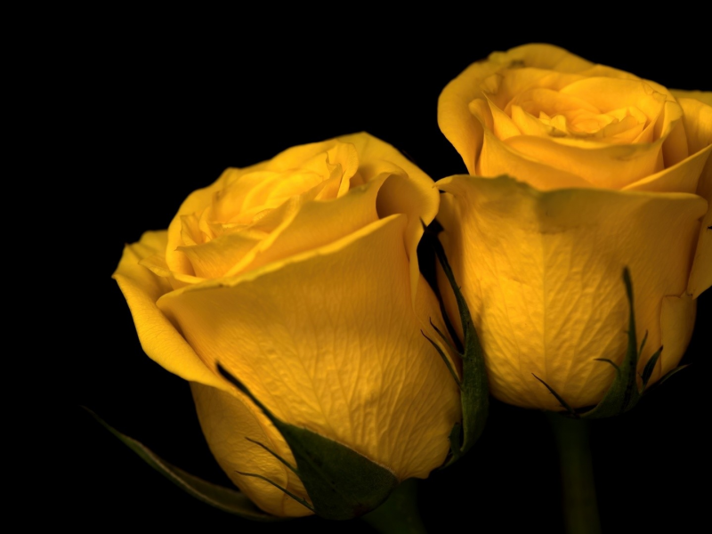 цветы, розы жёлтые