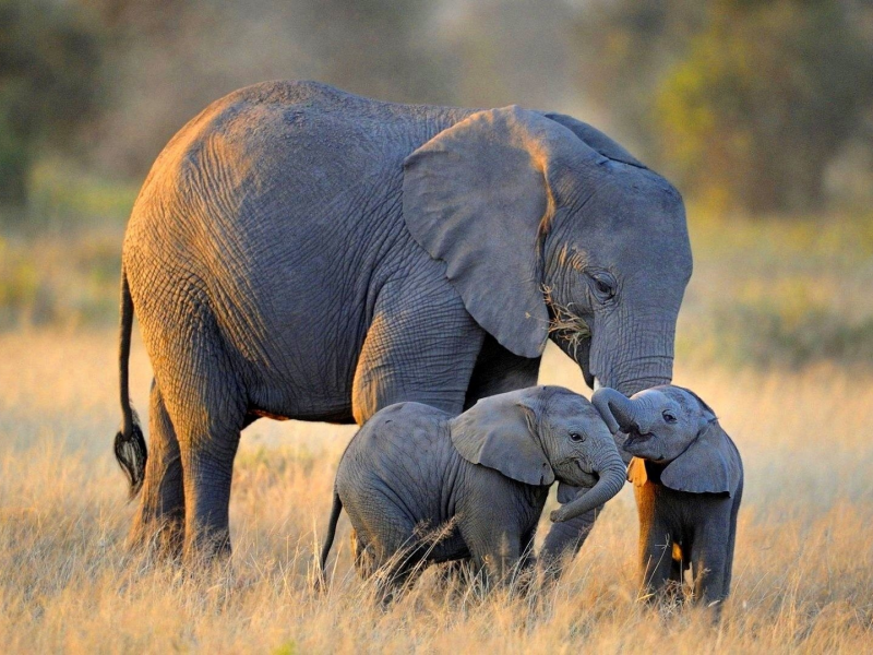 слоны, африка, семья