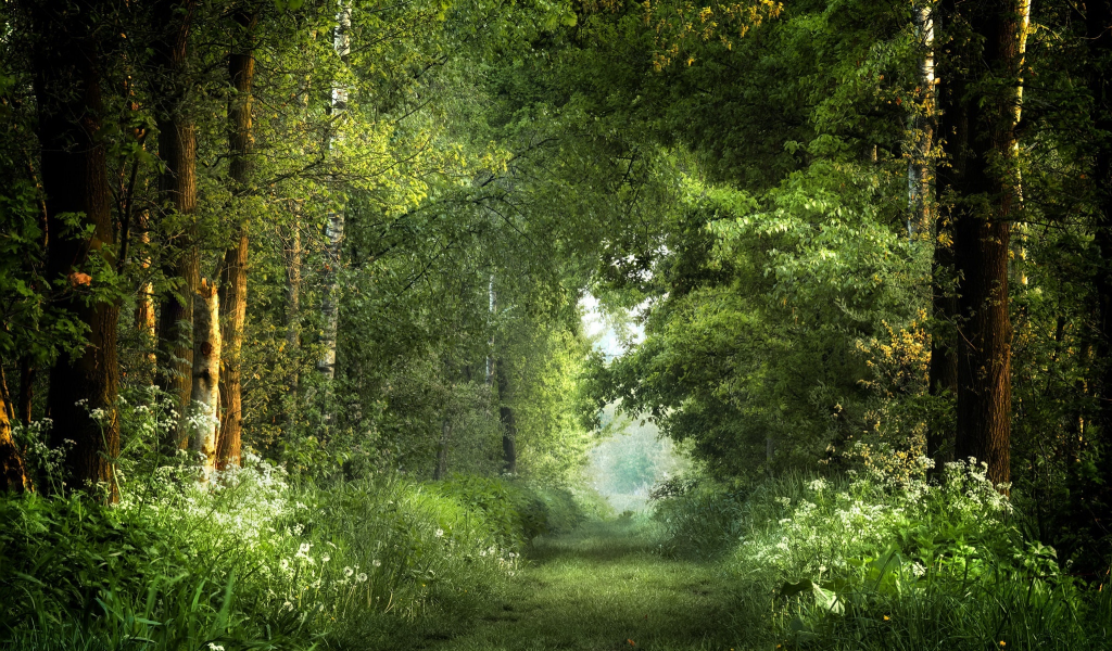 природа, лес, дорога, деревья