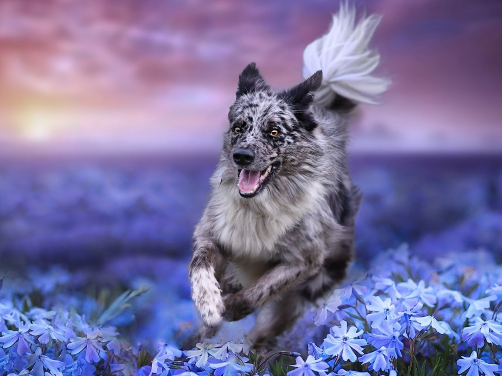 собака, животное, на природе, цветы