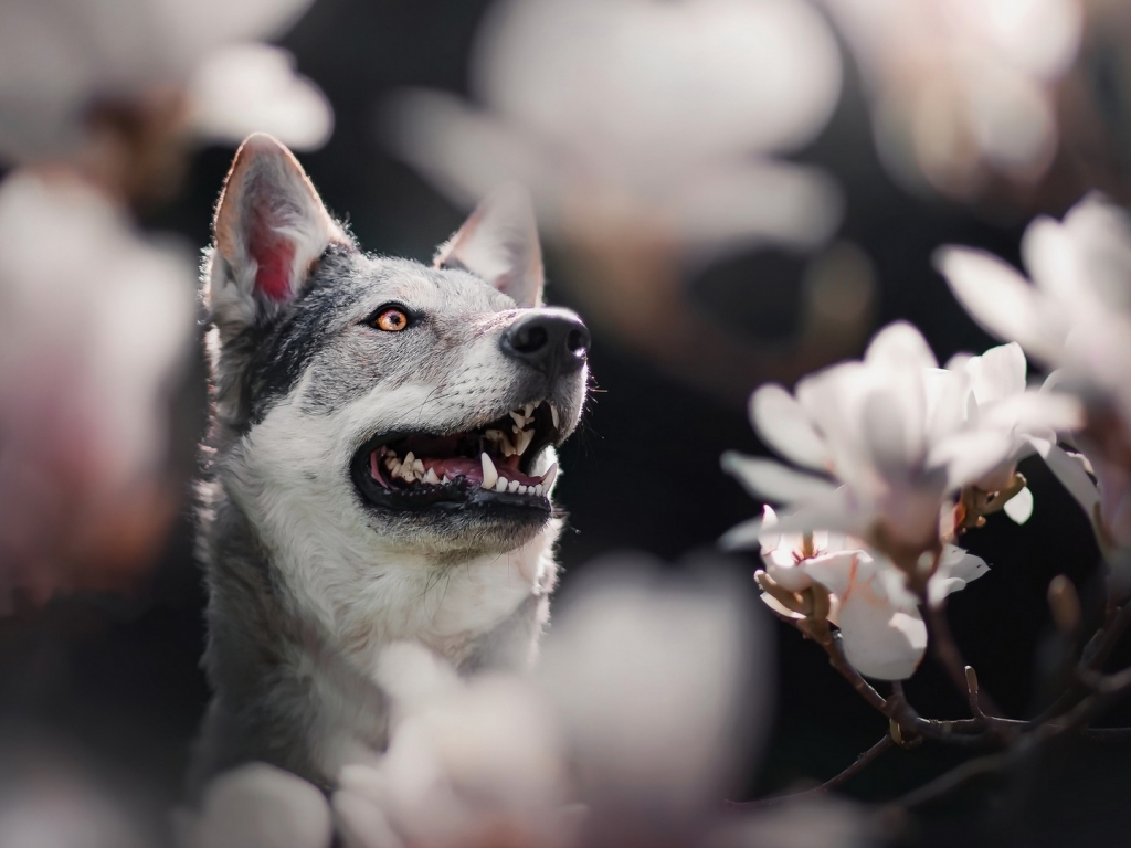 собака, животное, цветы
