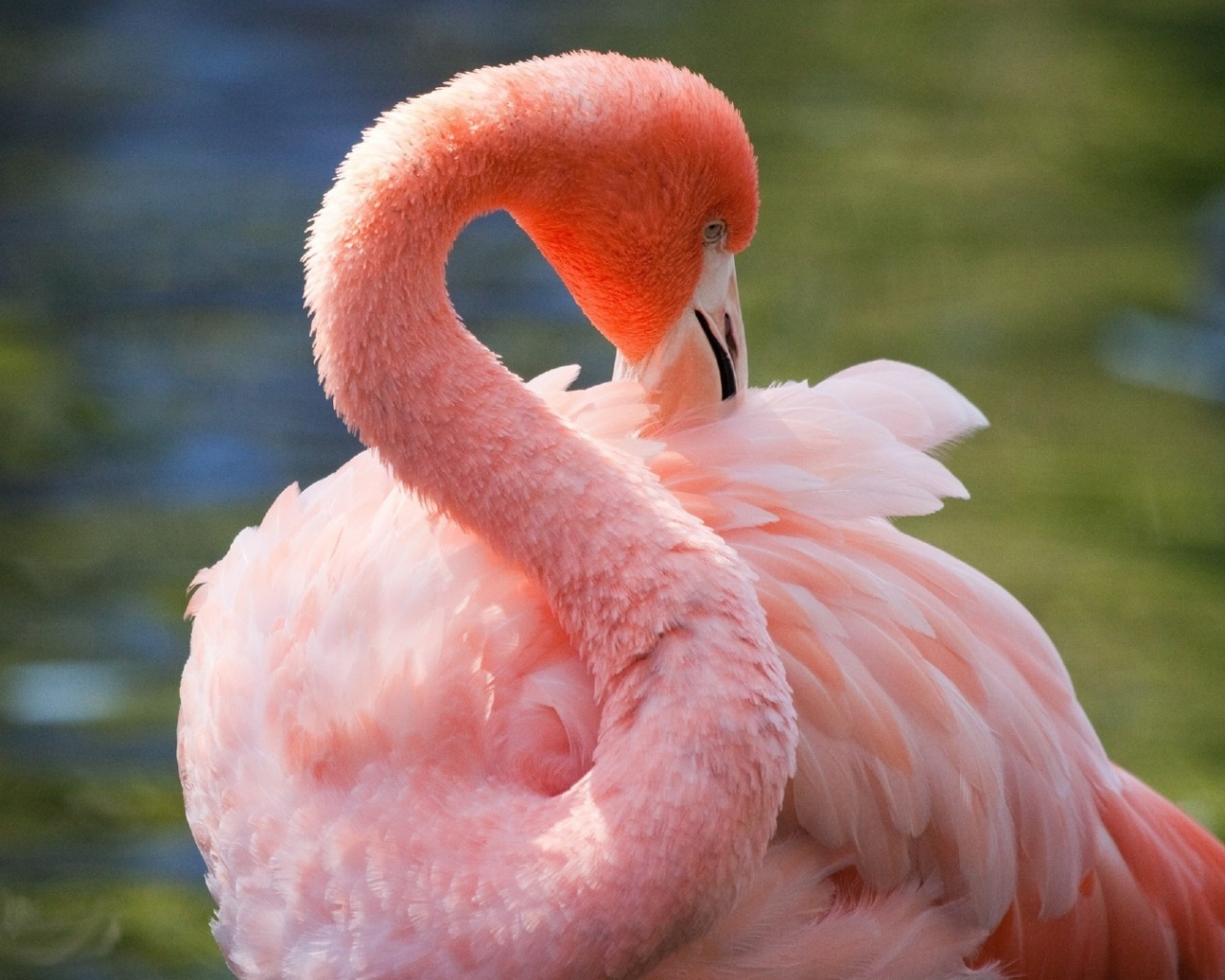 фламинго, розовый