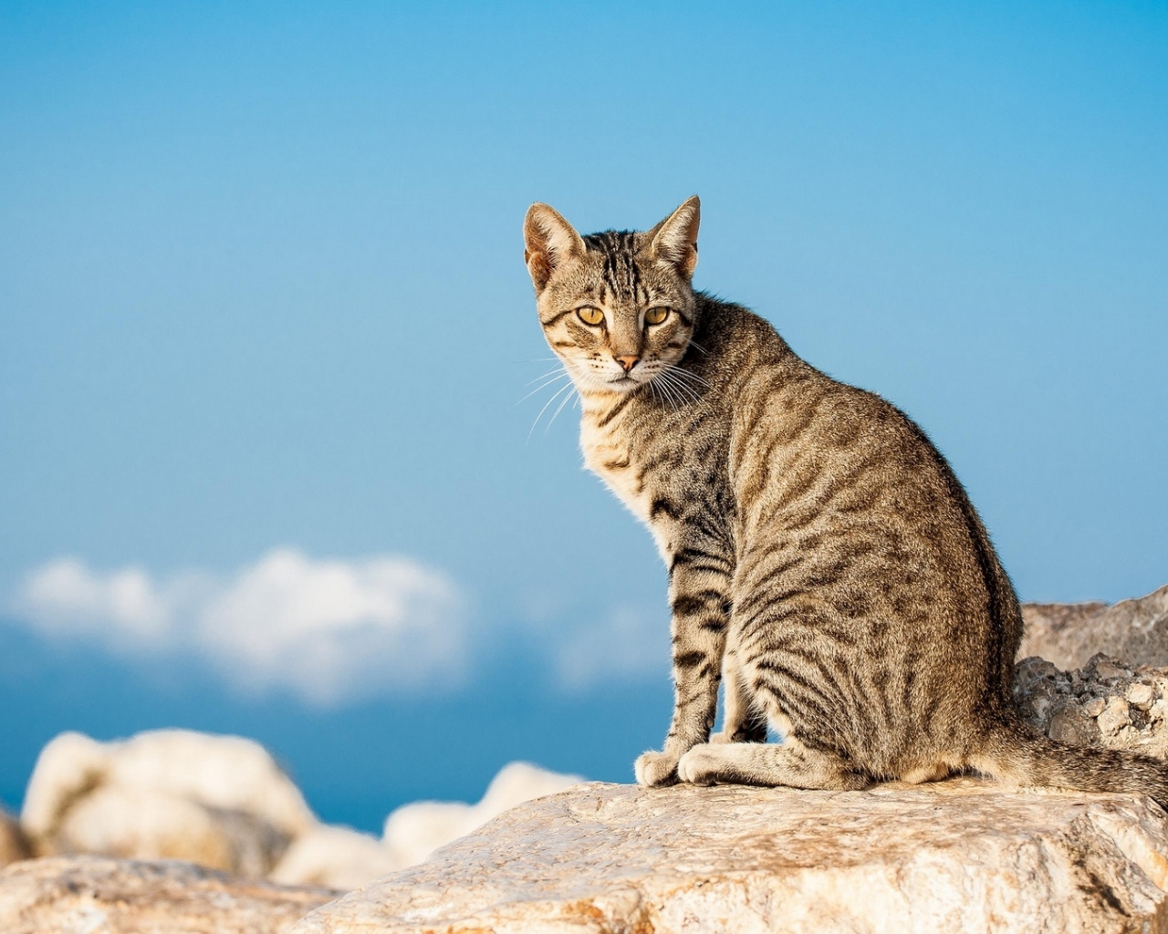 кот, животное, взгляд