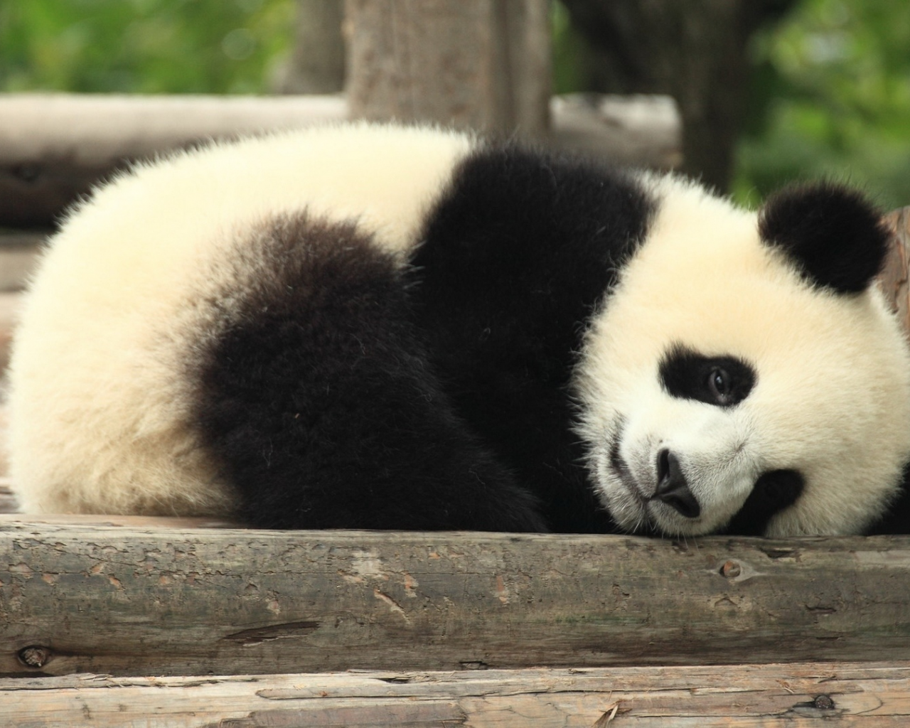 панда, спит
