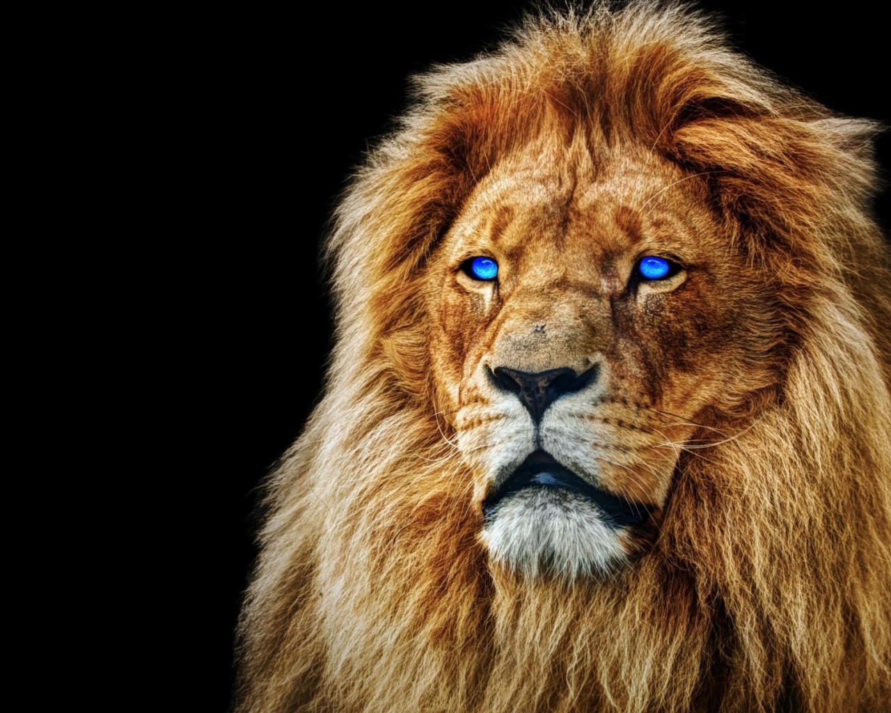 лев, хищник, взгляд, глаза