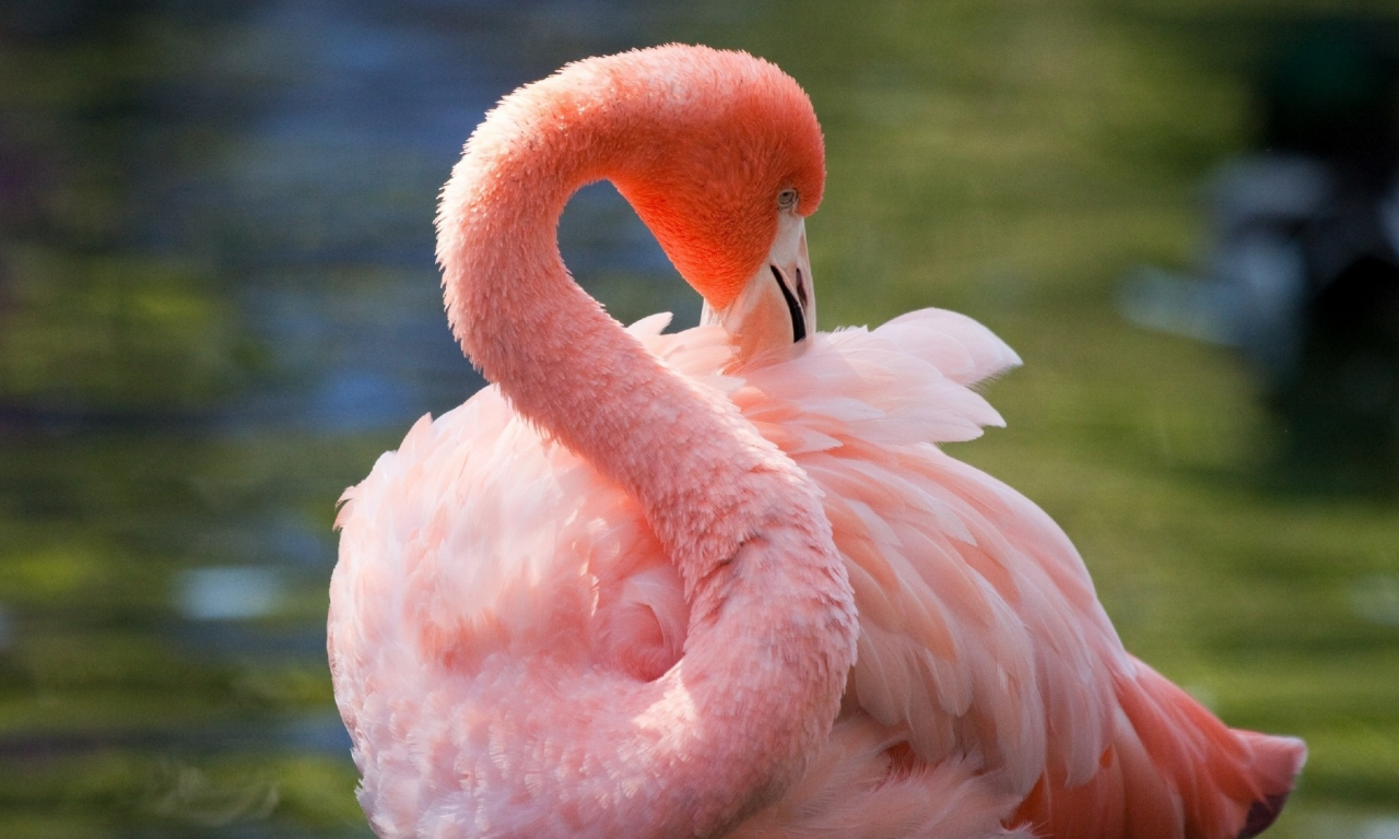 фламинго, розовый