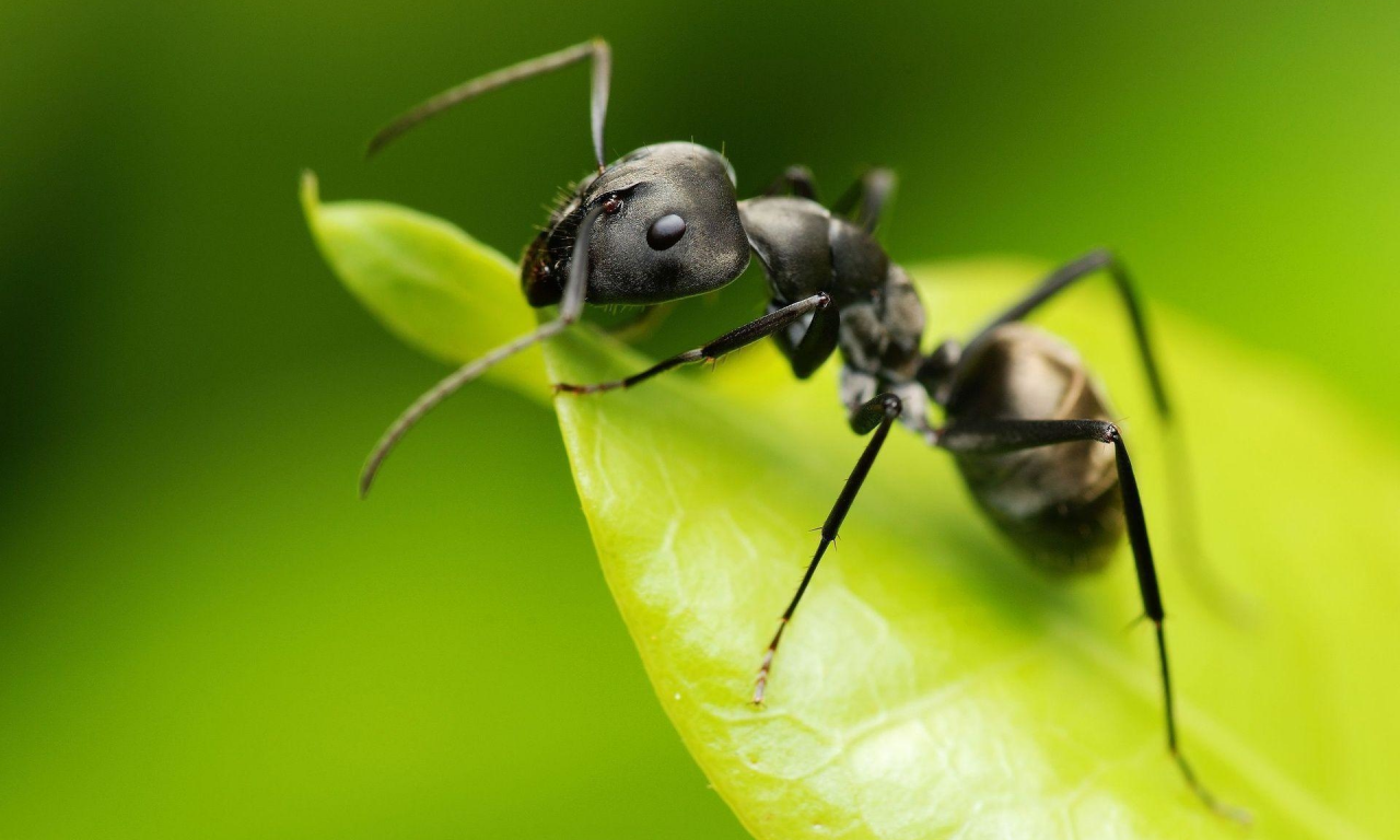 насекомое, муравей
