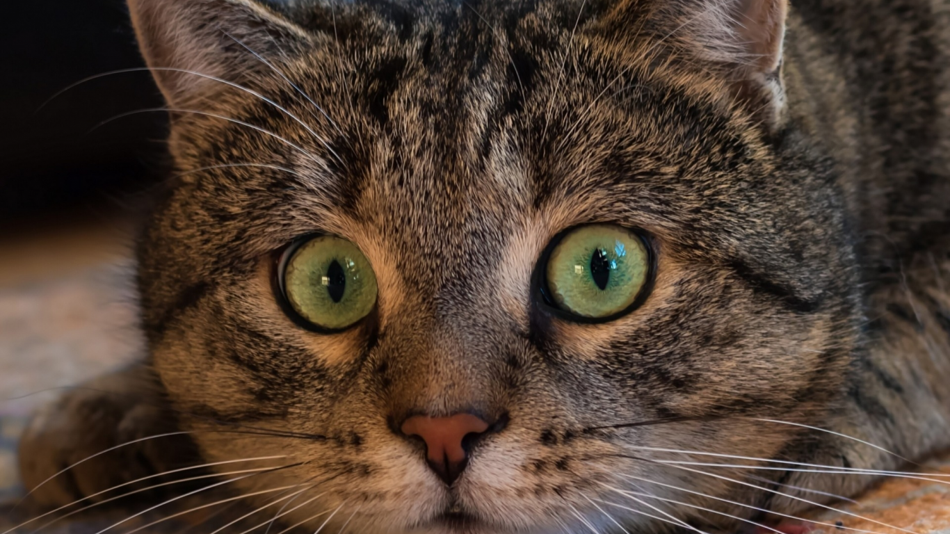 кот, взгляд, глаза