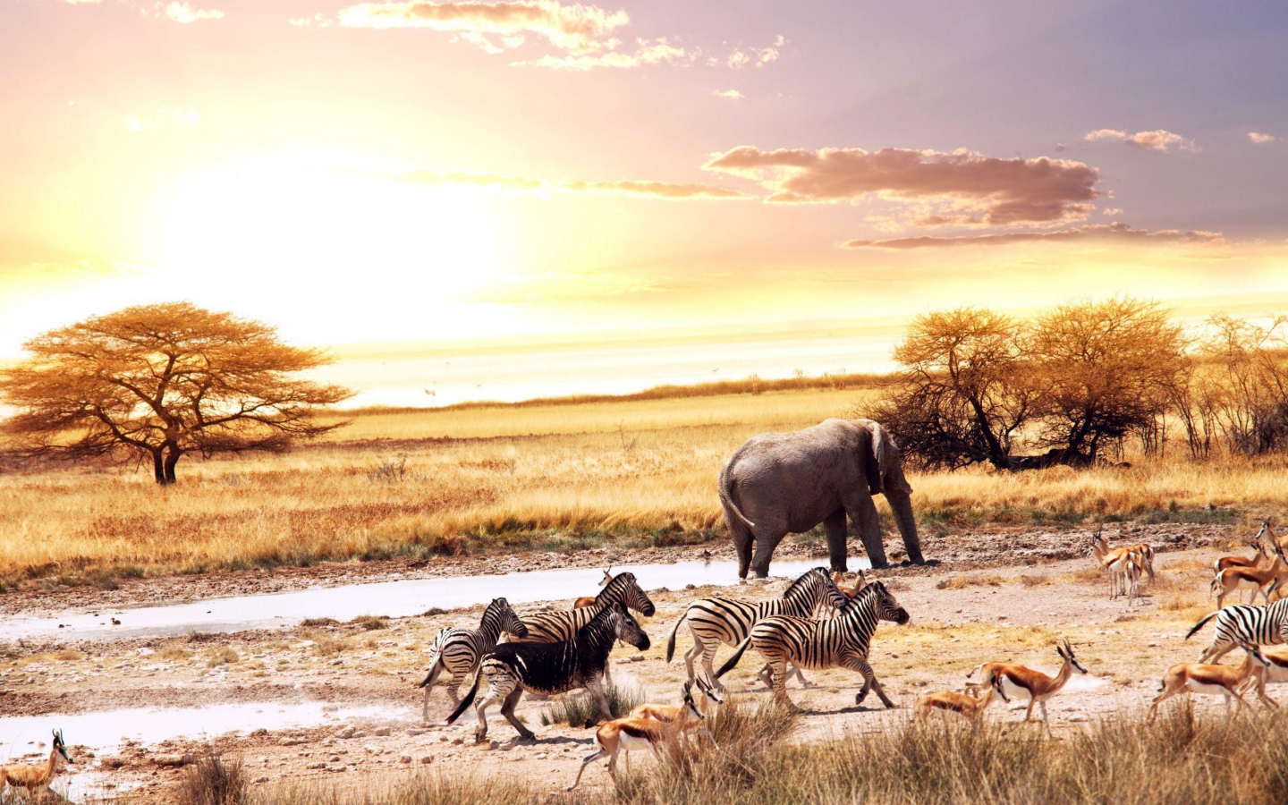природа, африка, животные, водопой, зебра, слон