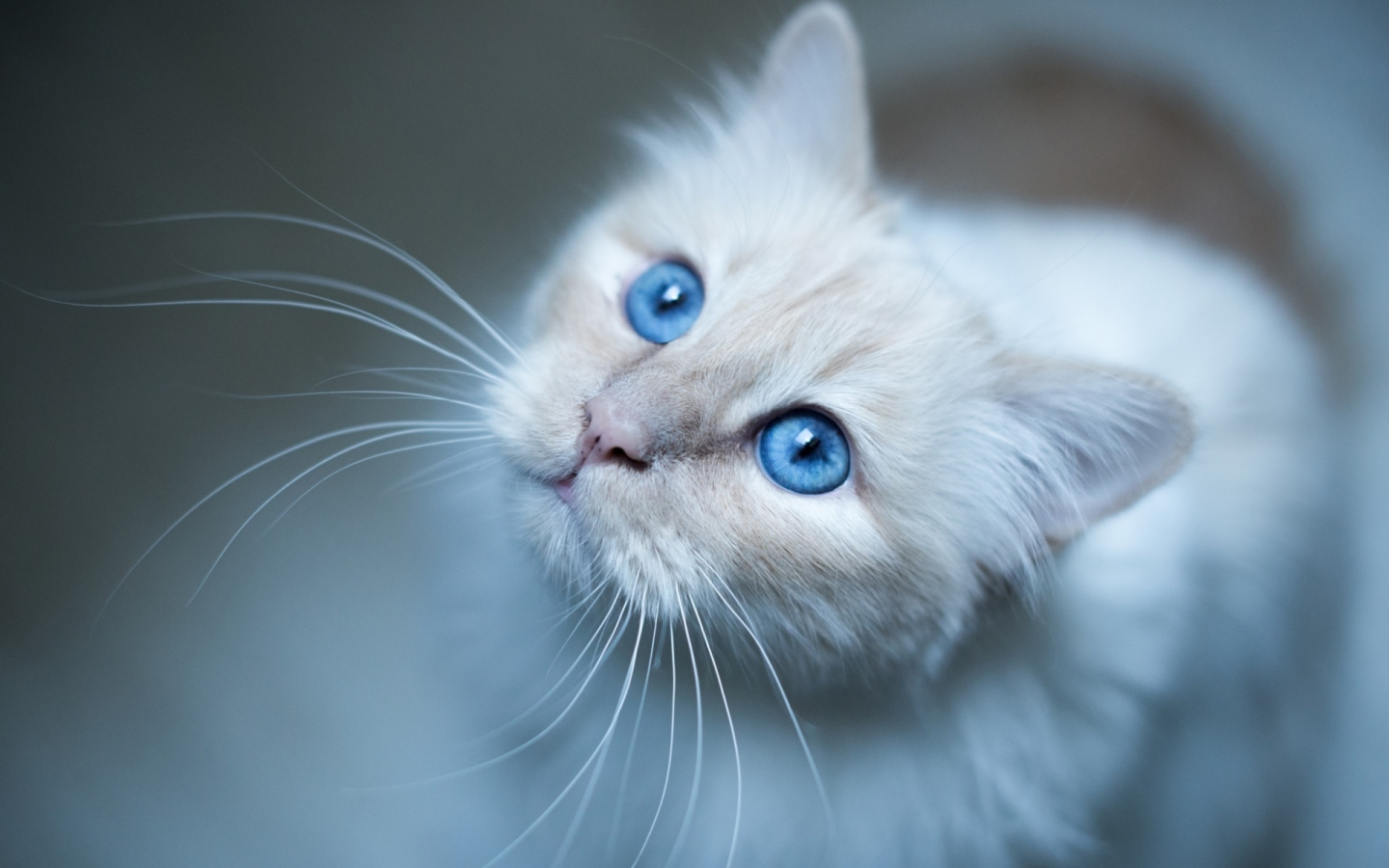 кошка, взгляд, глаза