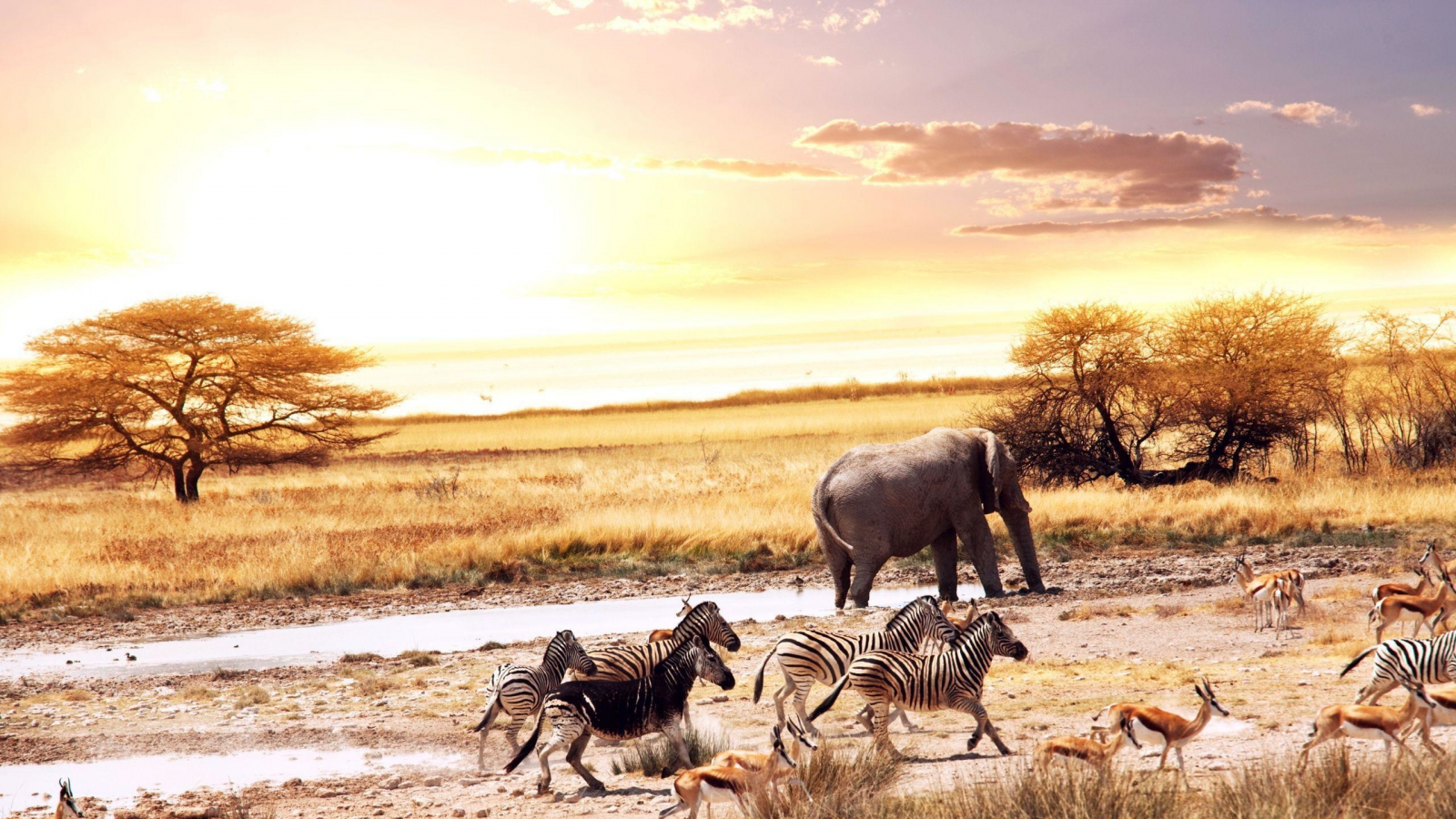 природа, африка, животные, водопой, зебра, слон