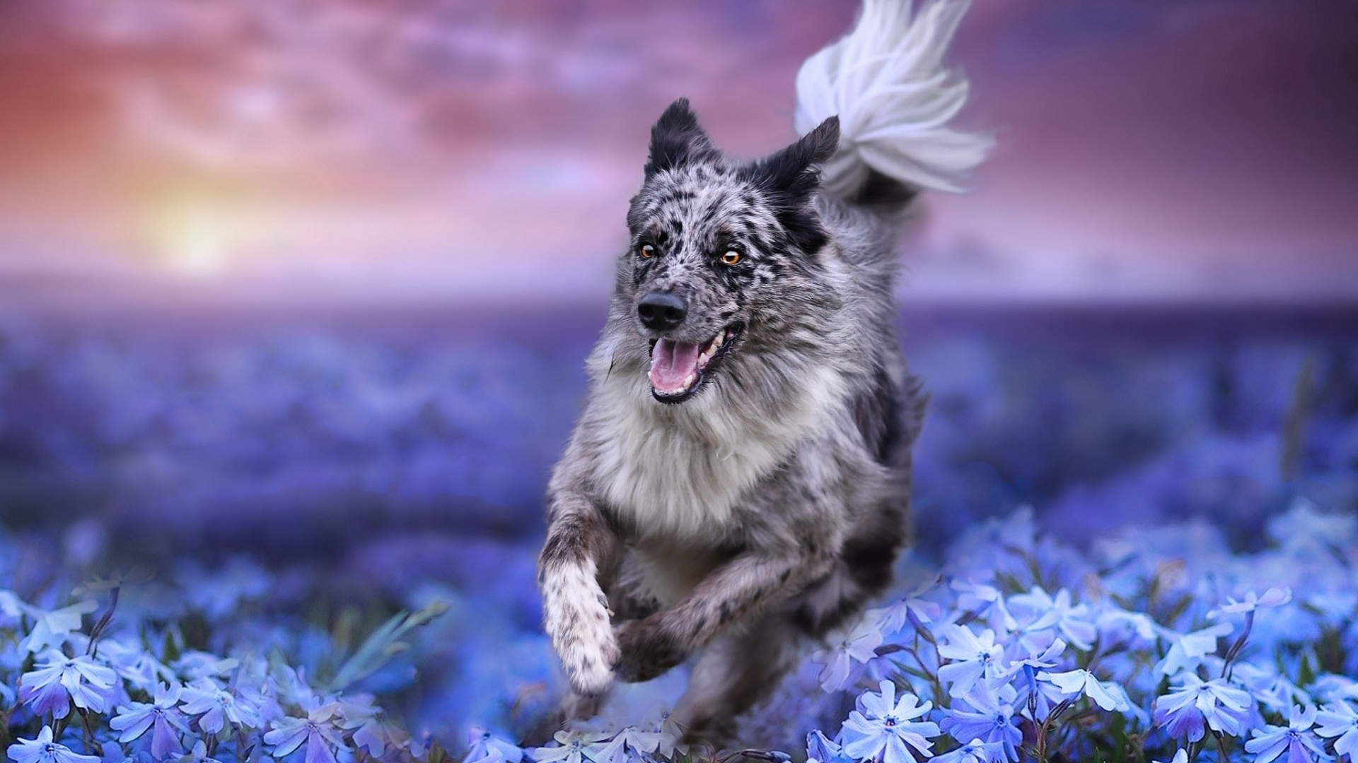 собака, животное, на природе, цветы