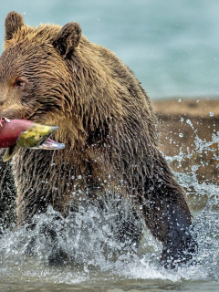 медведь, река, добыча рыба