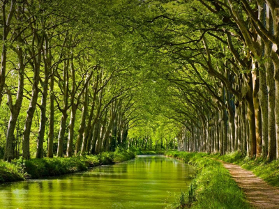 канал, деревья