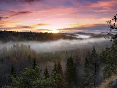 лес, туман, природа