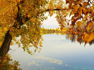 озеро, деревья, осень, листья жёлтые