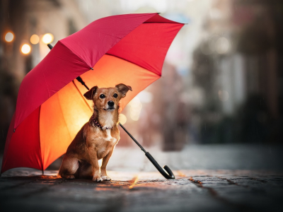 собака, взгляд, сидит под зонтом