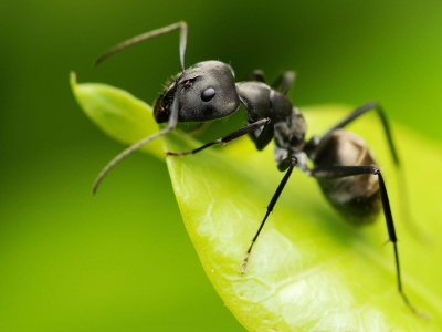 насекомое, муравей